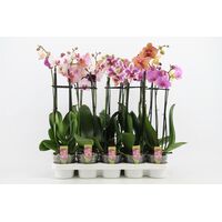 Storczyk 2-pędowy 60cm mix