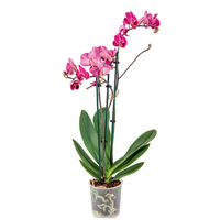 Storczyk multiflora Phalaenopsis multiflora