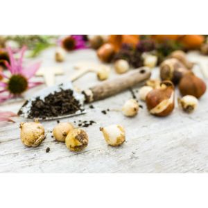 jak-przygotowac-ogrod-na-wiosne-przeglad-bulw