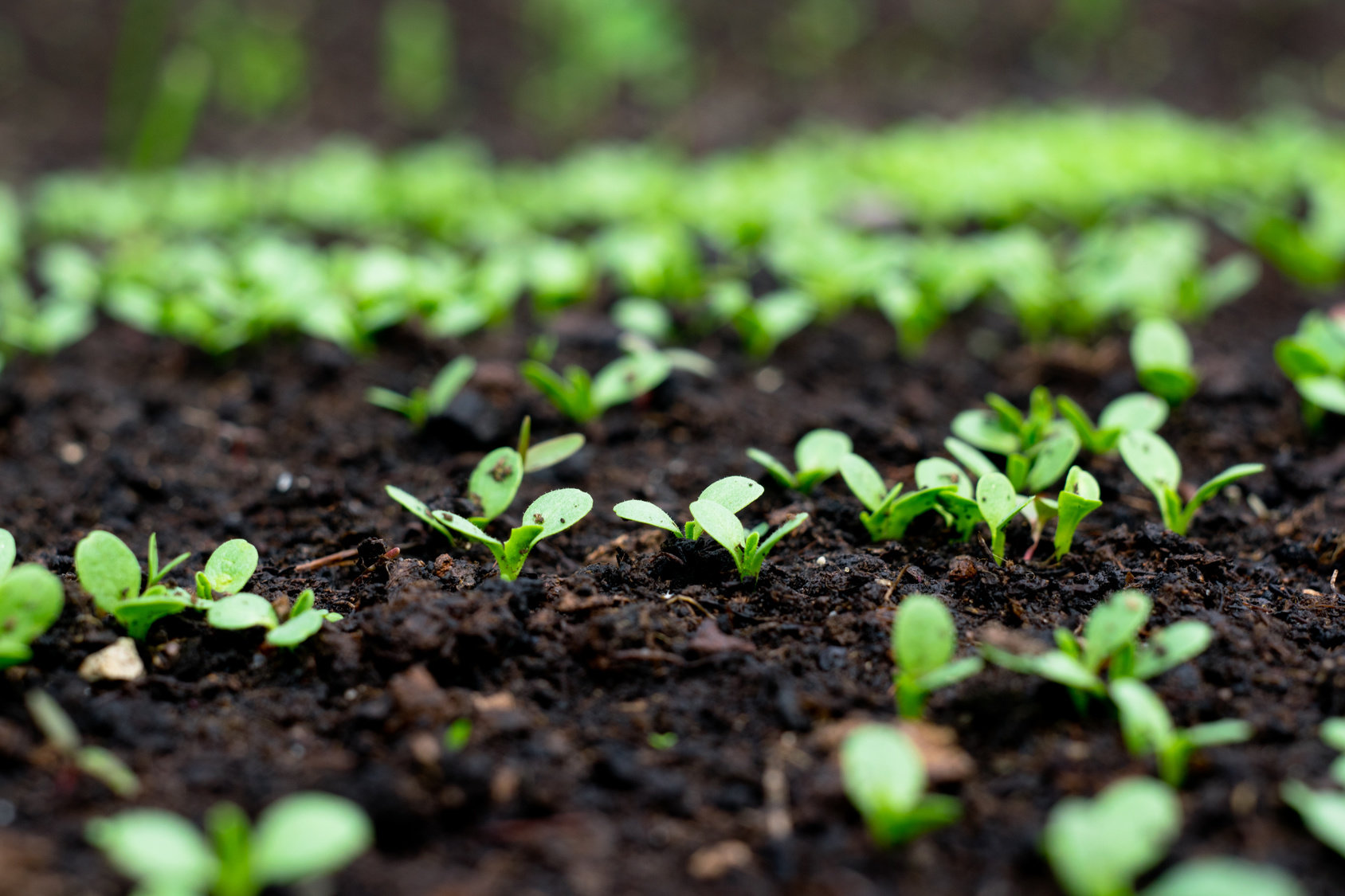 Wybór podłoża pod rozsady