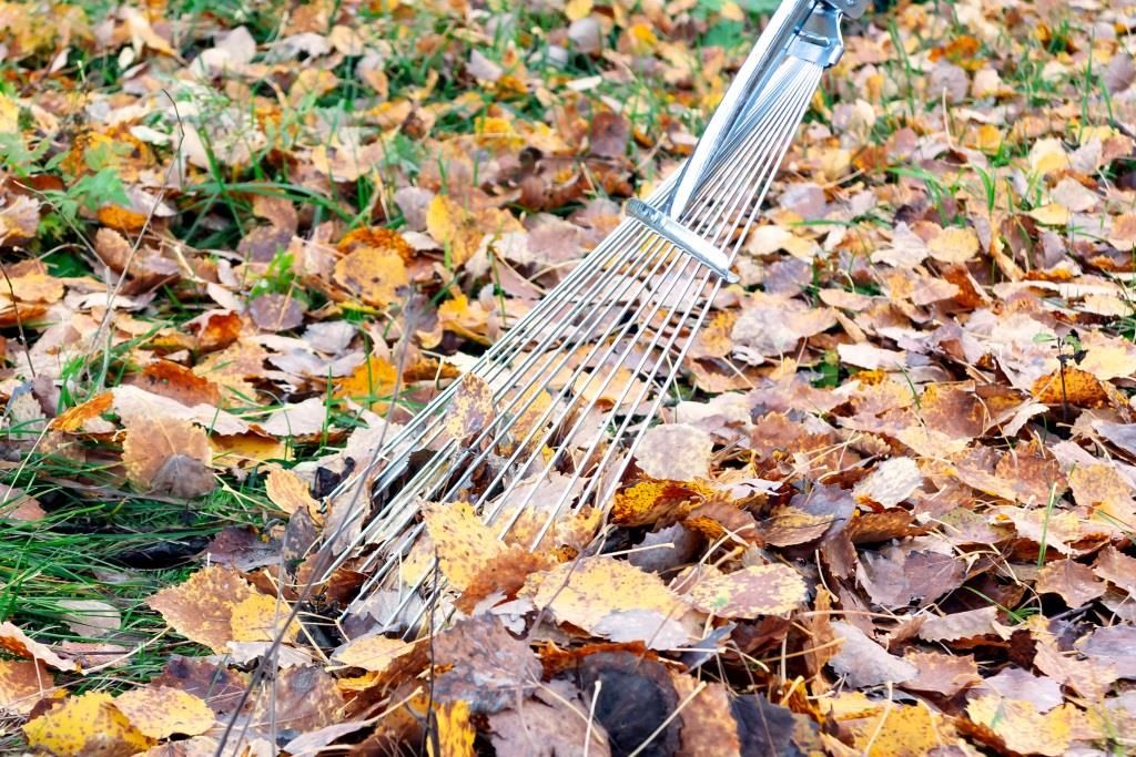 Jesienne grabienie zgniłych liści z trawnika
