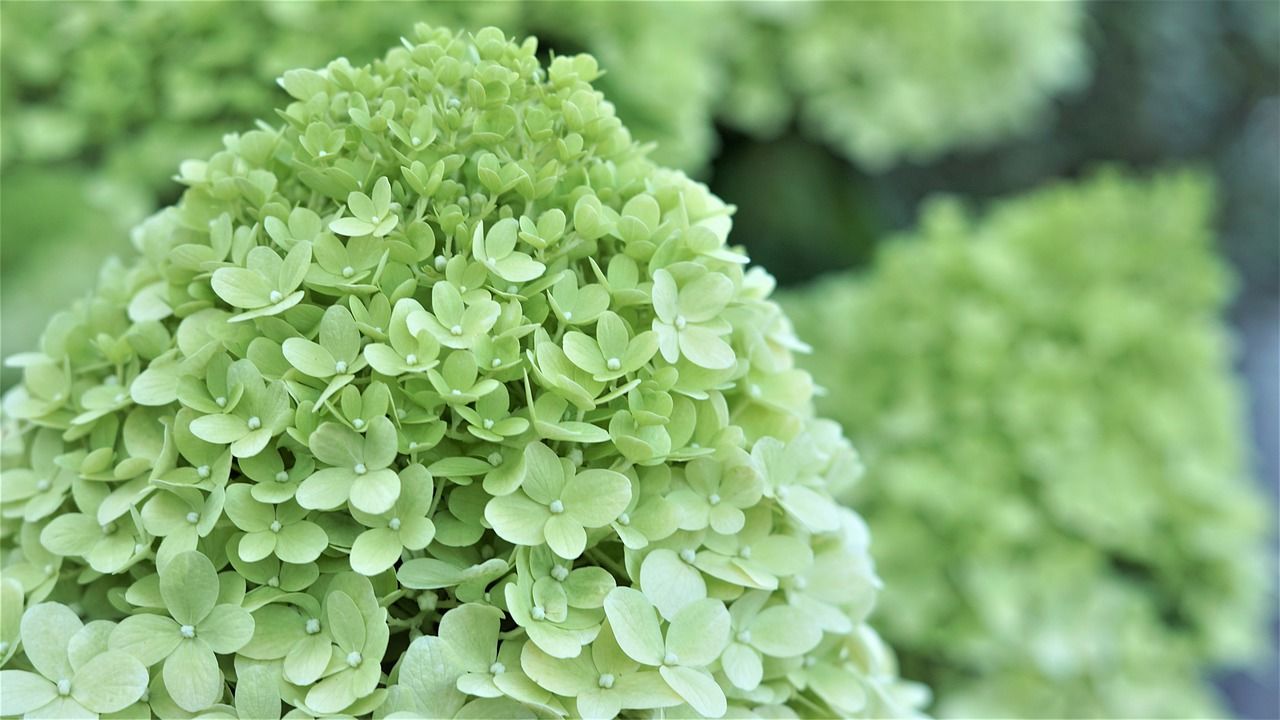 Co należy wiedzieć o hortensji?