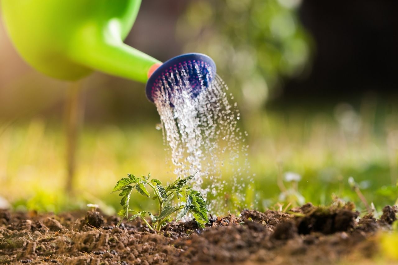 podlewanie pomidorów