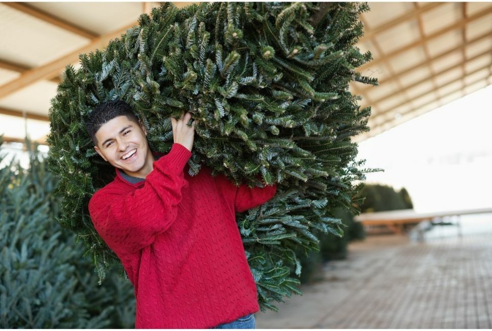 Jaką choinkę wybrać na święta?