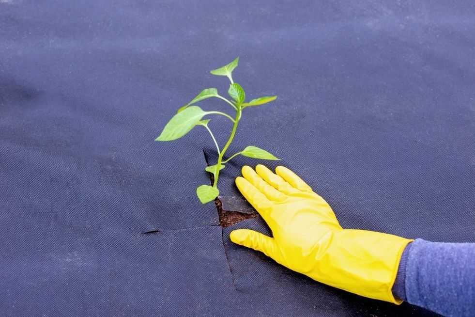 jak i kiedy kłaść agrowłókninę?