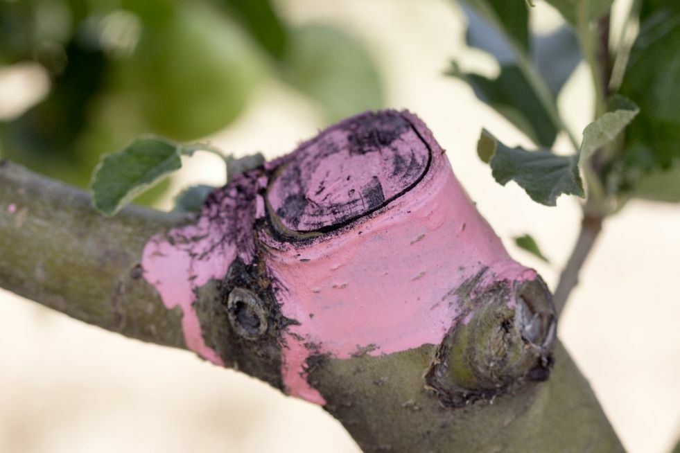 maść ogrodnicza na rany drzew