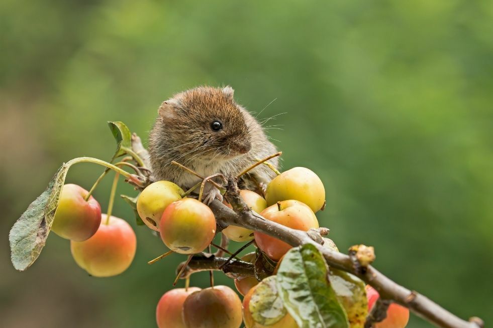 Jak pozbyć się nornicy z ogrodu