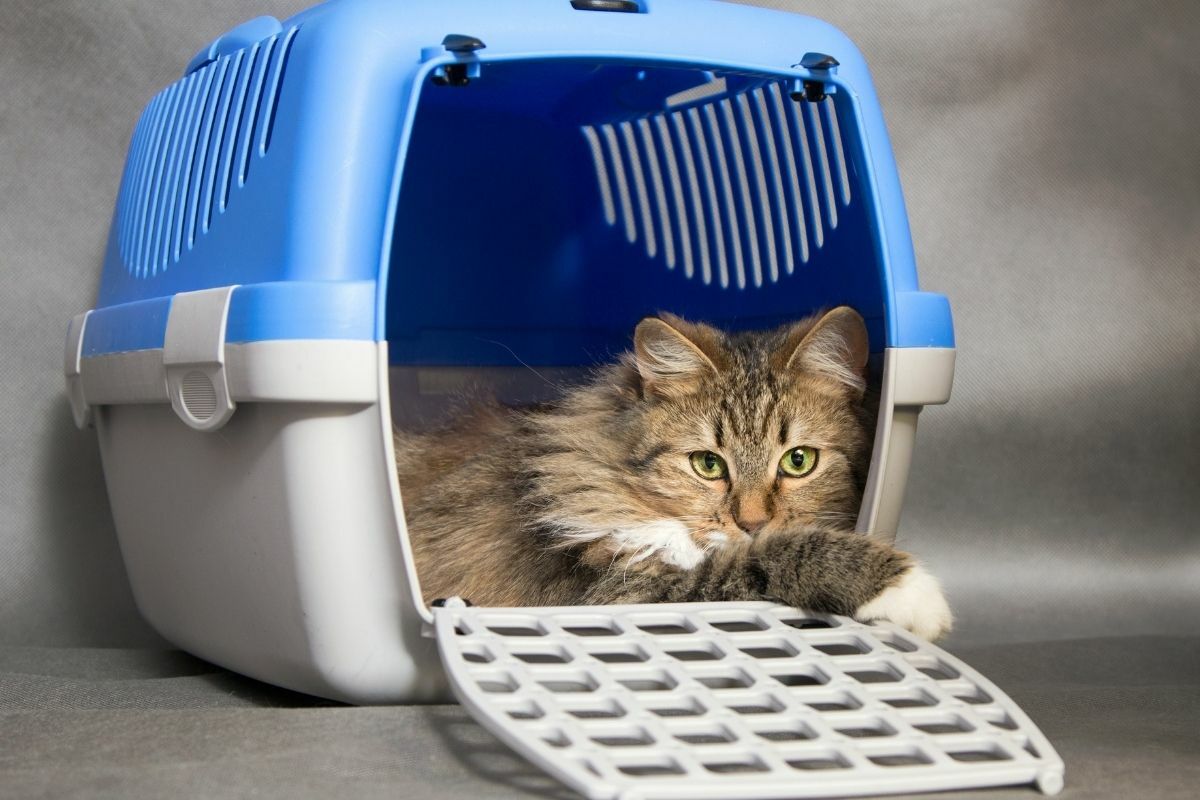 transporter dla kota