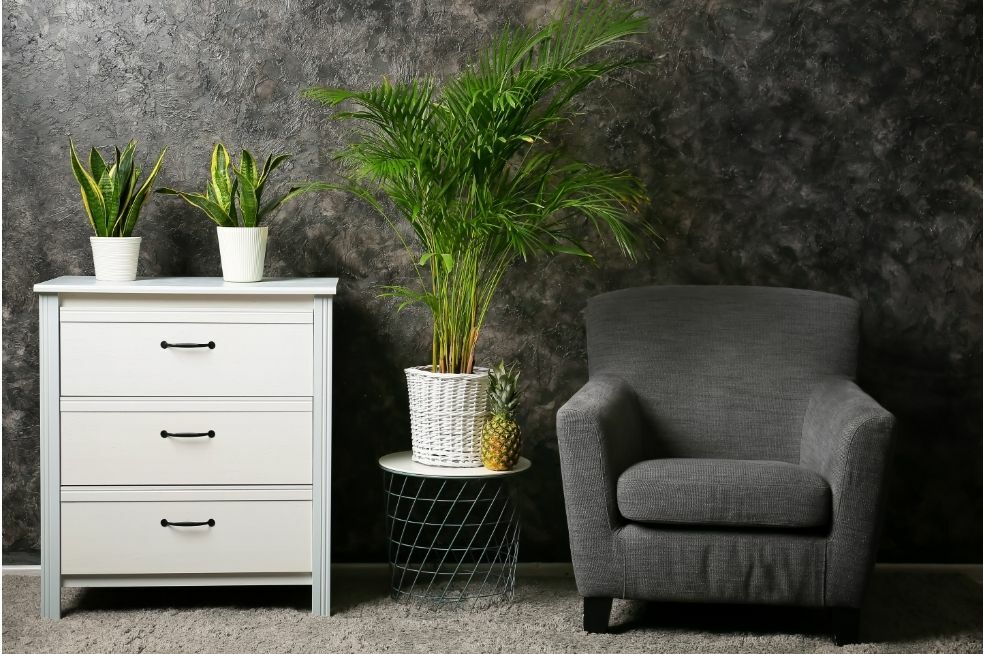 jak uprawiać palmę doniczkową w domu? 