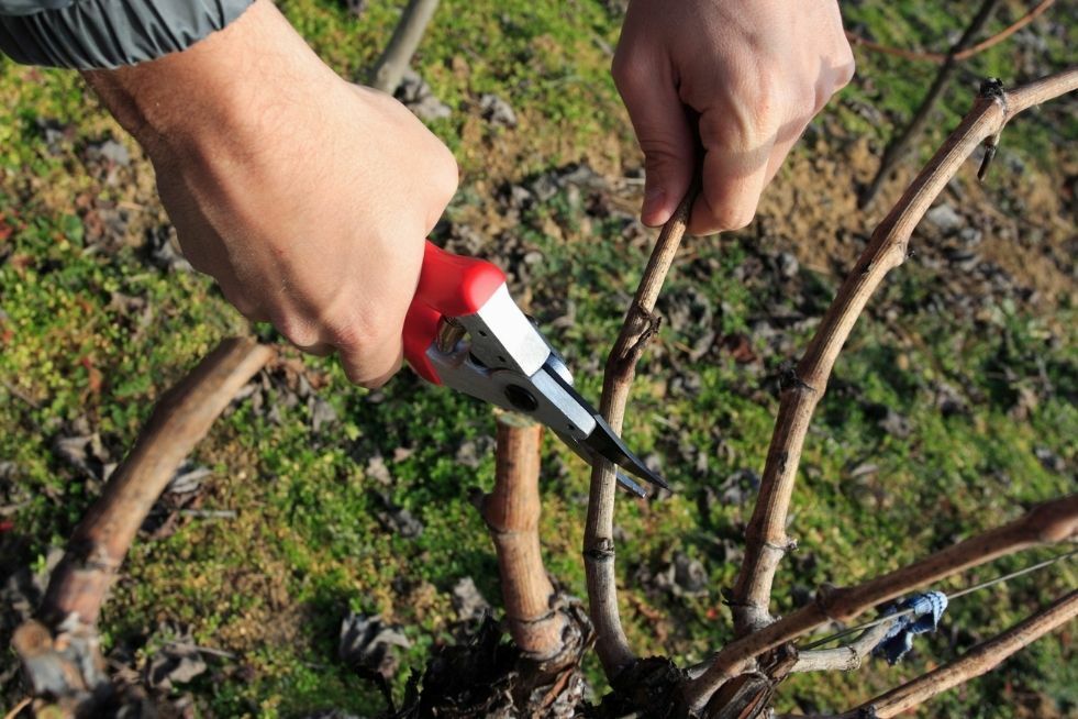 ak i kiedy przycinamy winorośl