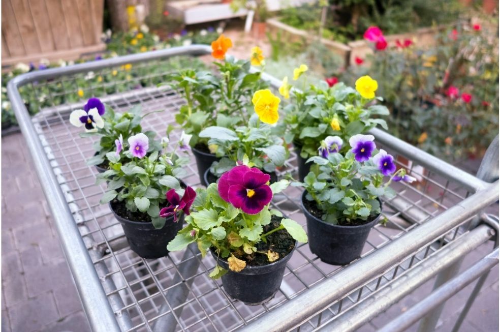 bratki w doniczkach pielęgnacja