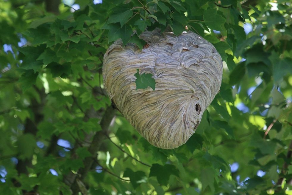 pozbywanie się gniazda os