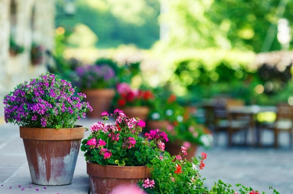 Jakie kwiaty na taras