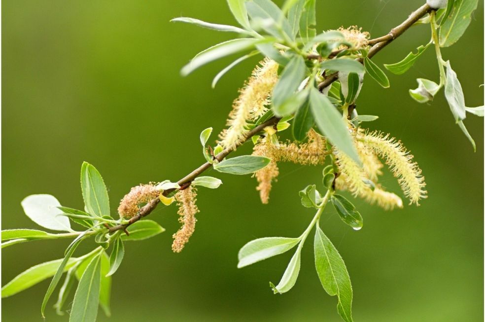 Wierzba mandżurska i jej sadzenie, uprawa i pielęgnacja