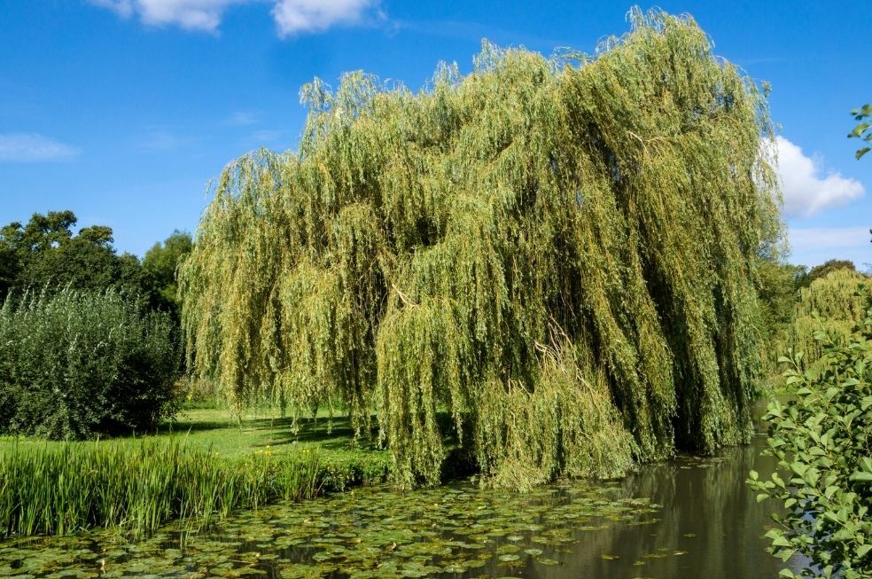 Wierzba mandżurska pielęgnacja