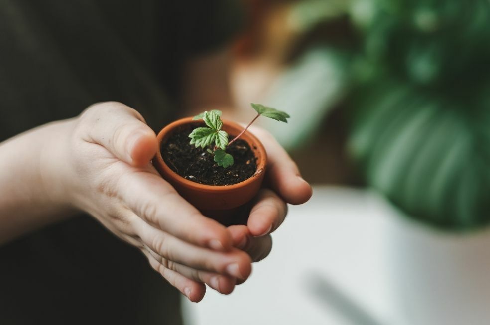 Jaka ziemia do kwiatów doniczkowych jest najlepsza?