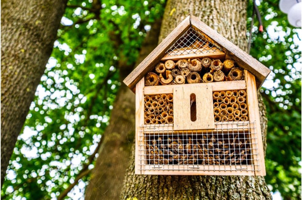 drewniany domek dla owadów powieszony na drzewie w lesie