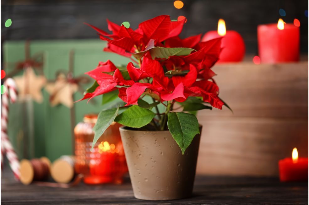 kwiat gwiazda betlejemska czerwona w brązowej donicy