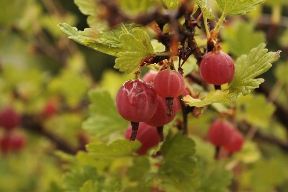 pielęgnacja agrestu