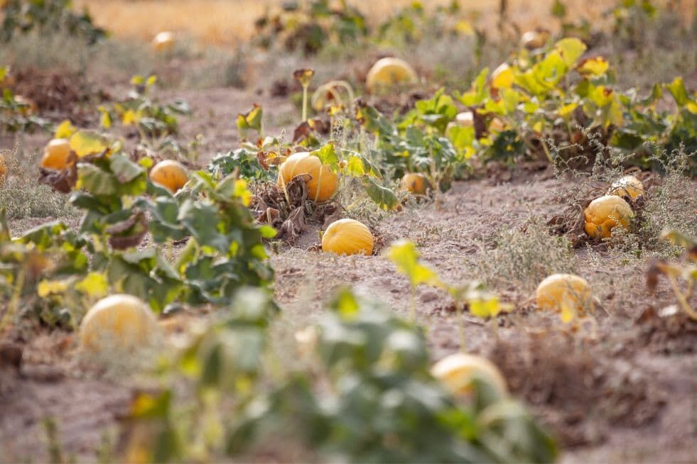 pielęgnacja upraw dyni