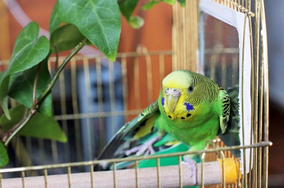 papuga falista w klatce
