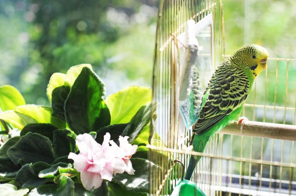 Papuga falista w domu – poradnik dla początkujących!