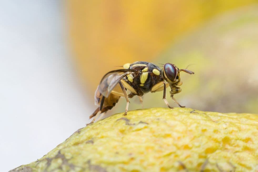 Jak się pozbyć muszek owocówek?
