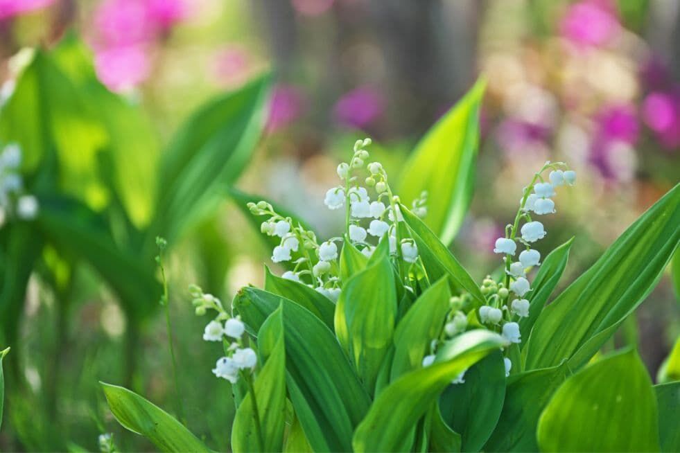 warto sadzić konwalię obok wiśni