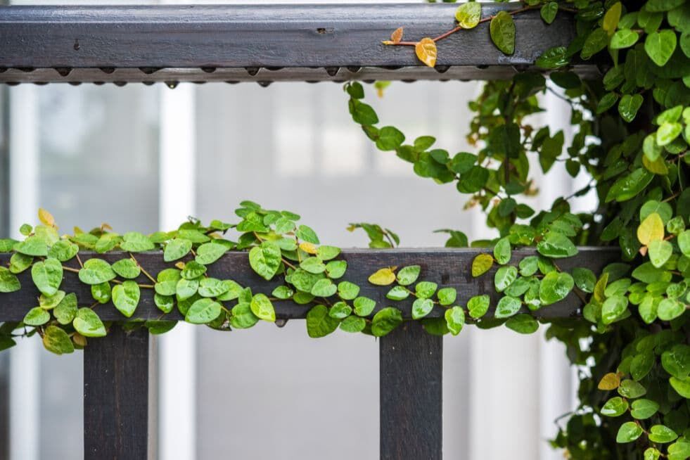 Czym obsadzić ogrodzenie?