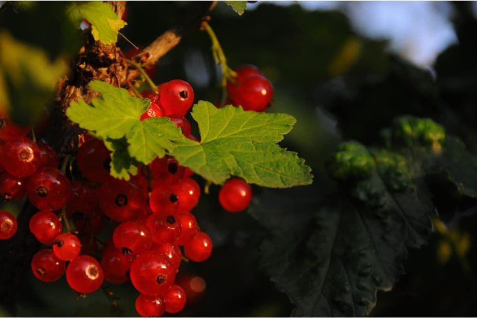 Jak sadzić i uprawiać czerwoną porzeczkę?