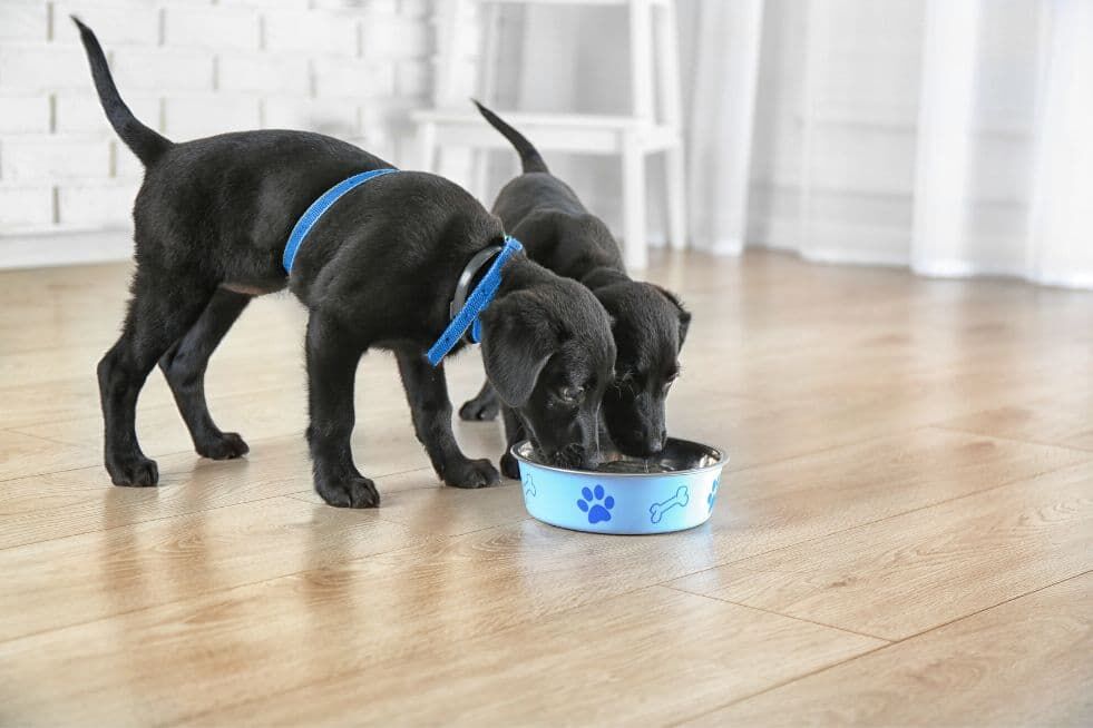 jak karmić szczeniaka