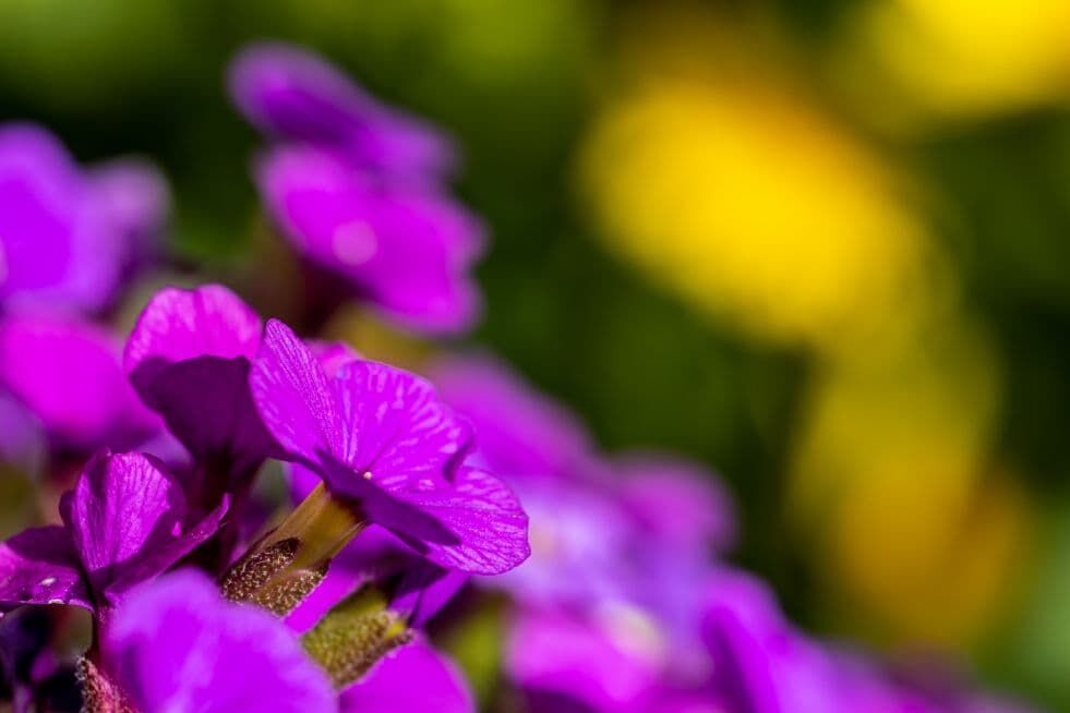 Żagwin - jak uprawiać i przycinać?