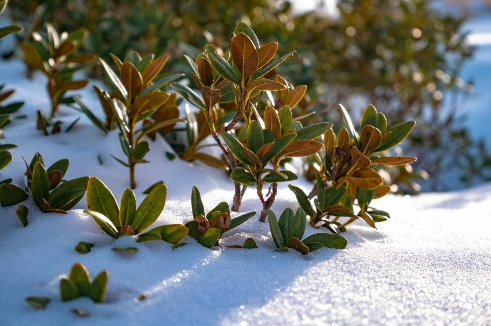 Jakie rośliny są zielone mimo śniegu?