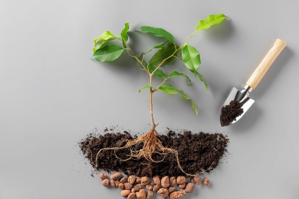 Jak i po co zrobić drenaż w doniczce? 