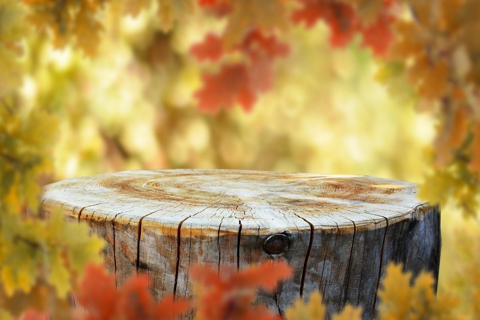 Co zrobić z pniem po ściętym drzewie?