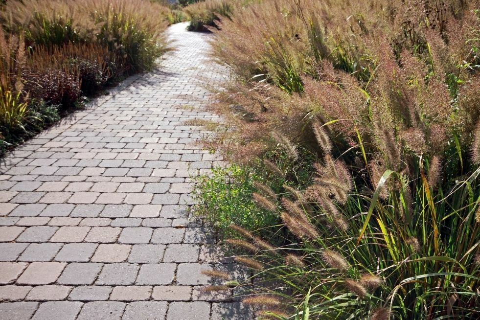 trawa ozdobna ścieżka