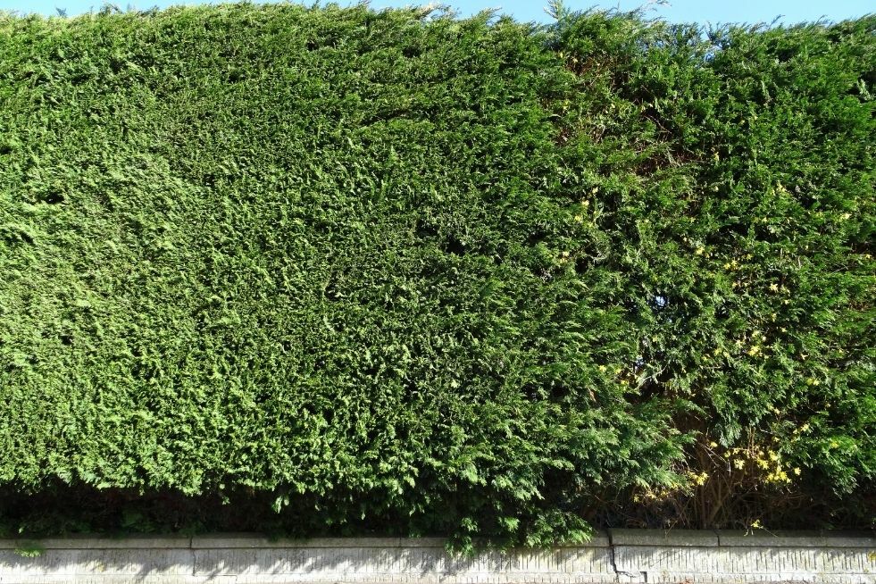 Jakie rośliny wybrać na żywopłot zimozielony?