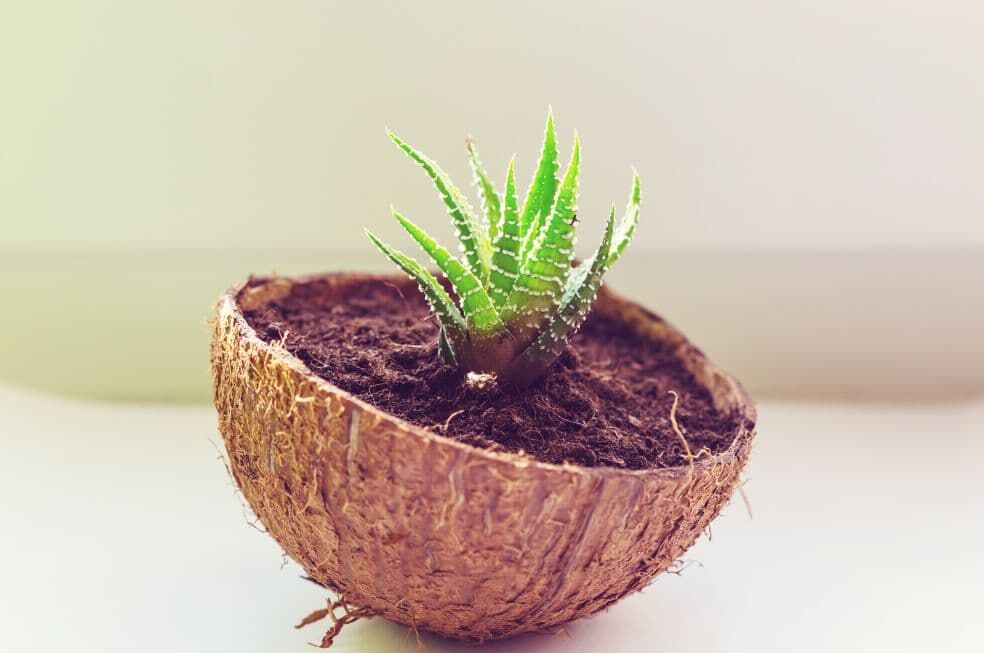 aloes w skorupce od kokosa na parapecie