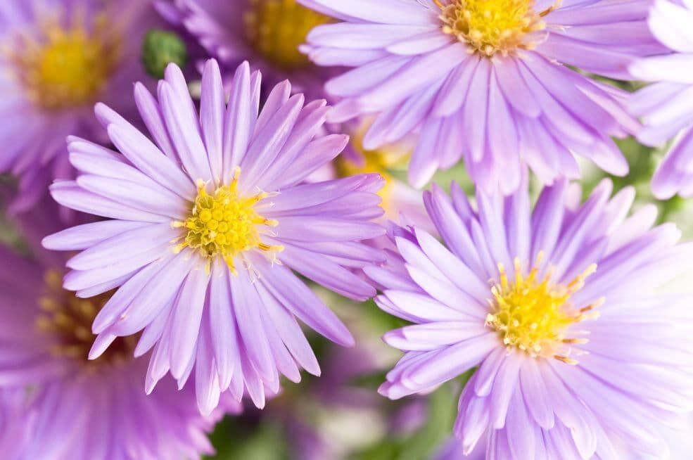 Astry (marcinki i michałki) – uprawa, pielęgnacja