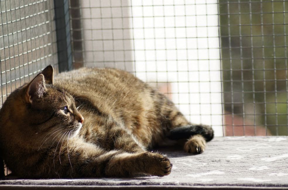 Jak zabezpieczyć balkon dla kota?