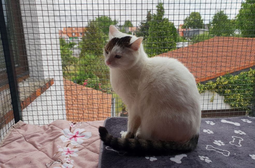 zabezpieczenie balkonu dla kota