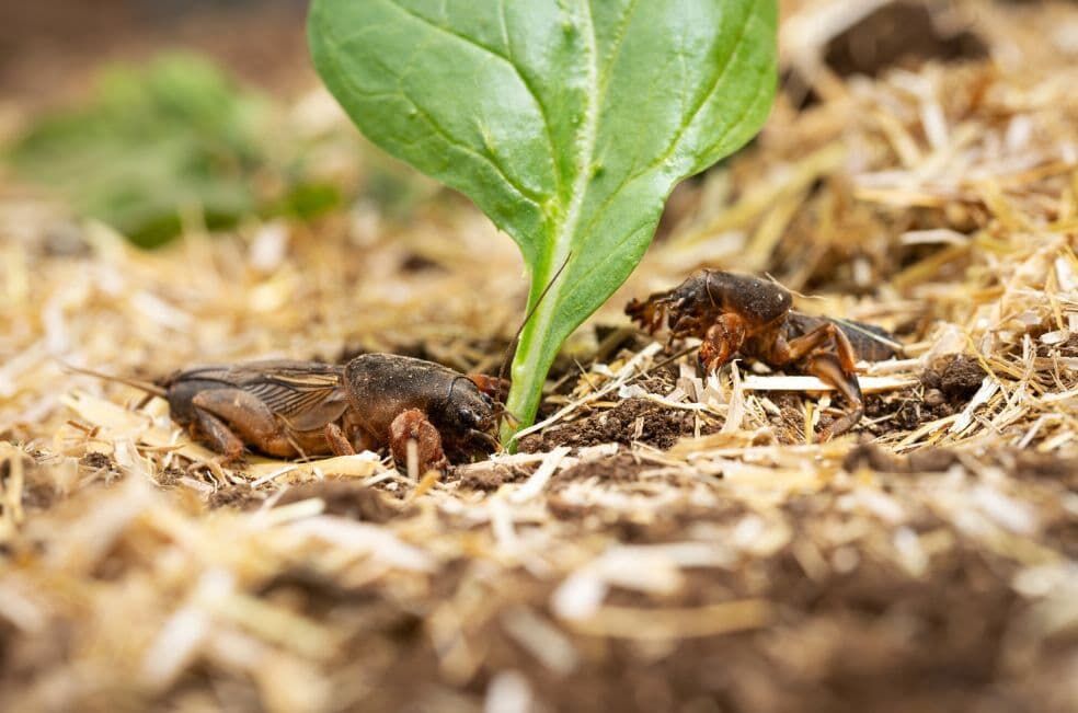 gniazdo turkucia podjadka