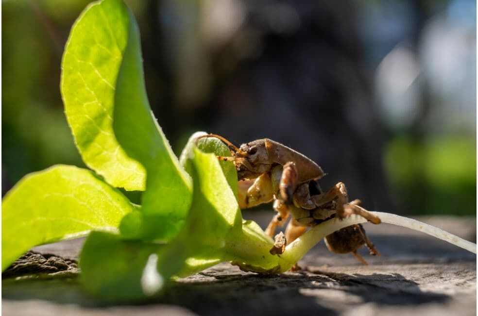 jak zwalczyć turkucia podjadka