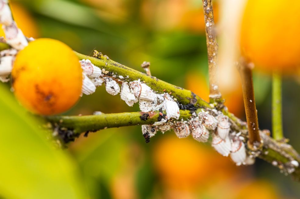 wełnowce na łodydze