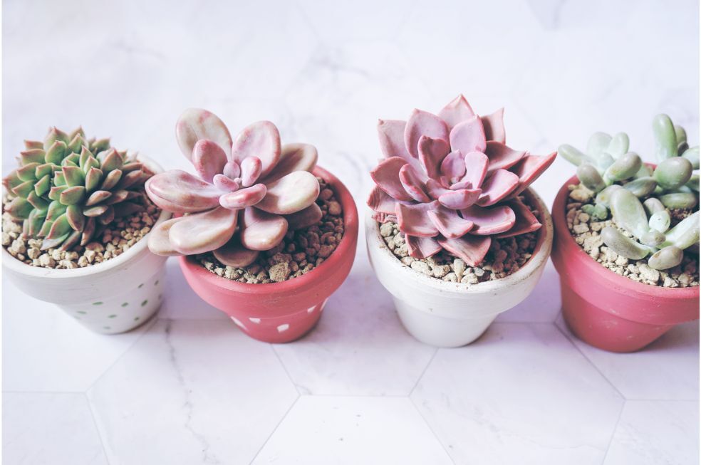 mix litopsów w kolorowych doniczkach