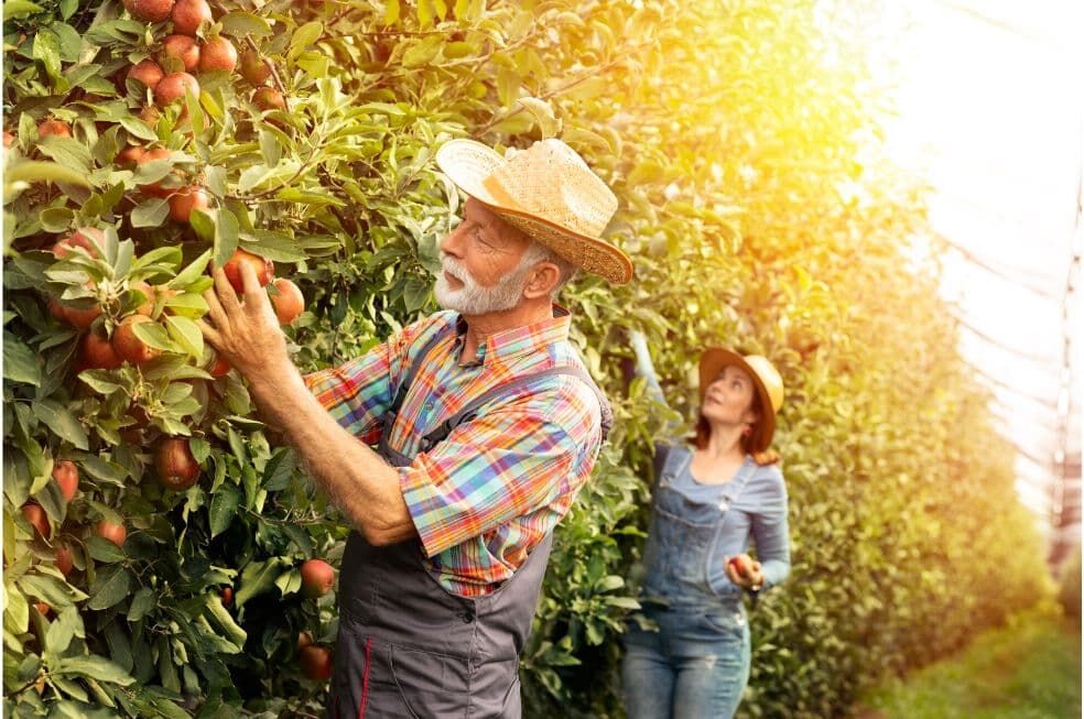 mężczyzna i kobieta zbierający jabłka w sadzie