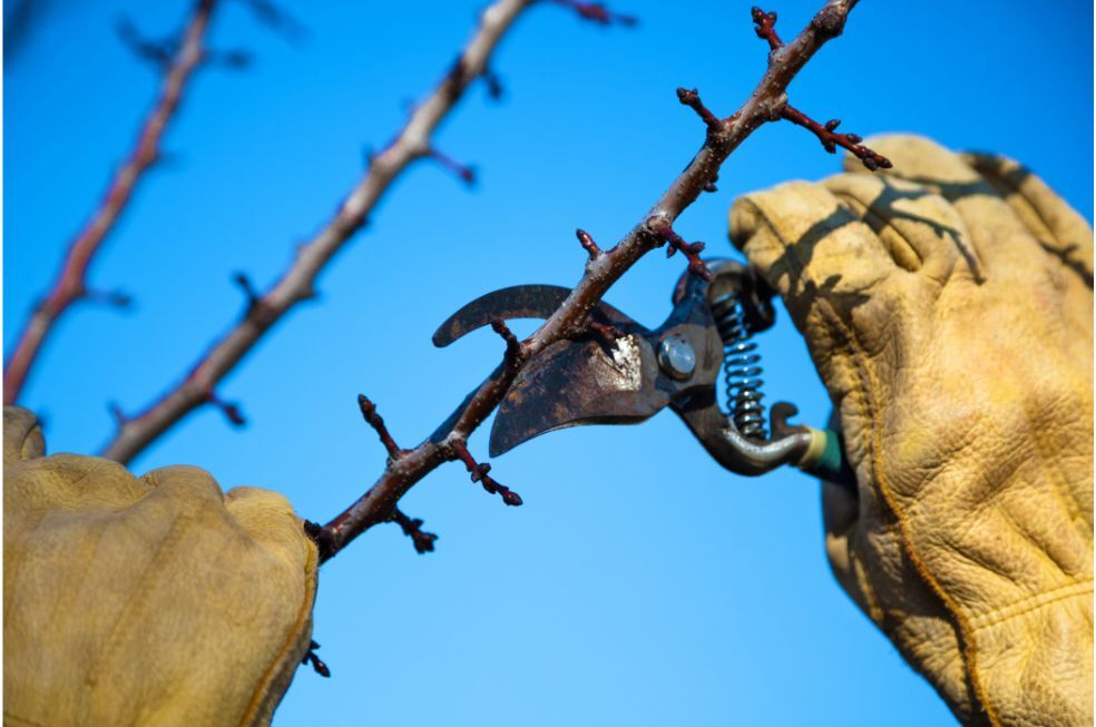 cięcie gałązek małym sekatorem