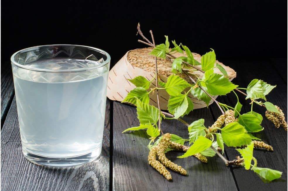 leczniczy sok z brzozy