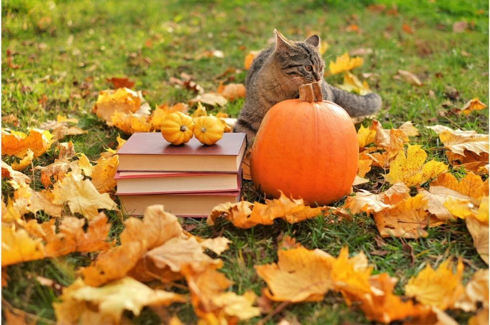 kot i dynie na jesiennych liściach w ogrodzie