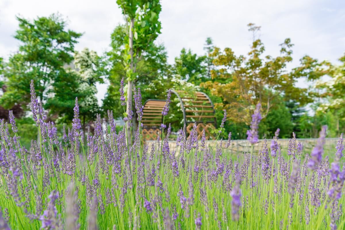 Aranżacje lawendy w ogrodzie